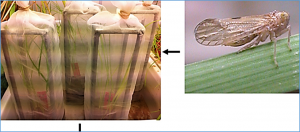 Transcriptomic and proteomic responses to brown plant hopper (Nilaparvata lugens) in cultivated and Bt-transgenic rice (Oryza sativa) and wild rice (O. rufipogon)