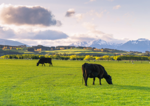 Gene Editing and Genetic Modification Technologies to Enhance NZ Pasture