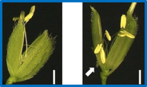 Meta-analysis of identified genomic regions and candidate genes underlying salinity tolerance in rice (Oryza sativa L.)