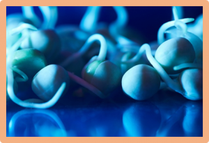 Elastin-like polypeptide and γ-zein fusions significantly increase recombinant protein accumulation in soybean seeds