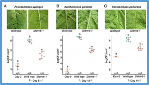 Loss of function of a DMR6 ortholog in tomato confers broad-spectrum disease resistance
