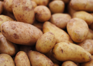 Researchers Use CRISPR to Understand Genetic Characteristics of Wound Healing in Potatoes