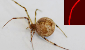 Gene Editing Spiders Produce Red Fluorescent Silk