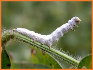 Pathogen-mediated natural and manipulated population collapse in an invasive social insect