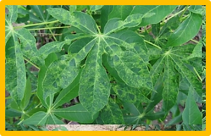 Cassava mosaic disease and its management in Southeast Asia
