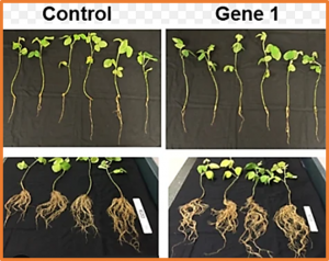 QTL analyses of soybean root system architecture revealed genetic relationships with shoot-related traits
