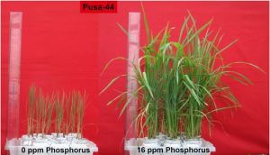 Comparative proteome analysis of phosphorus-responsive genotypes reveals the proteins differentially expressed under phosphorous starvation stress in rice