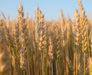 Wheat (Triticum aestivum) chromosome 6D harbours the broad spectrum common bunt resistance gene Bt11 