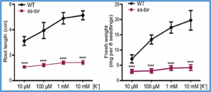 TORC pathway intersects with a calcium sensor kinase network to regulate potassium sensing in Arabidopsis