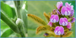 Genome-wide association study for temperature response and photo-thermal interaction of flowering time in soybean using a panel of cultivars with diverse maturity groups