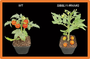 SlBEL11 regulates flavonoid biosynthesis, thus fine-tuning auxin efflux to prevent premature fruit drop in tomato