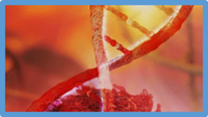 Precise integration of large DNA sequences in plant genomes using PrimeRoot editors