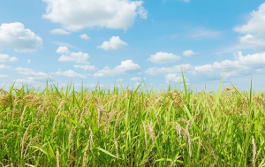 Experts Review Gene Editing Applications in Rice