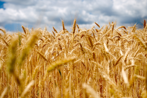 Indian Experts Point Out Hurdles in Gene Editing Applications in Crops