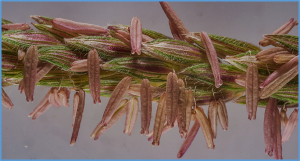 Genetic variation in a heat shock transcription factor modulates cold tolerance in maize