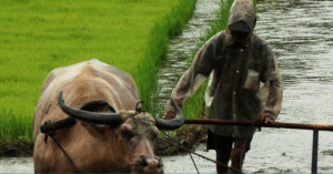 Developing environmentally sustainable solutions for rice systems