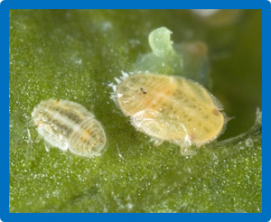Potato Psyllid (Hemiptera: Triozidae) Behavior on Three Potato Genotypes With Tolerance to `Candidatus Liberibacter solanacearum`