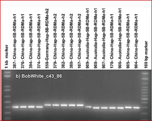 Overcoming polyploidy pitfalls: a user guide for effective SNP conversion into KASP markers in wheat