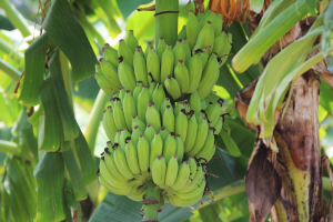Using Genetic Engineering Techniques to Develop Banana Cultivars With Fusarium Wilt Resistance and Ideal Plant Architecture