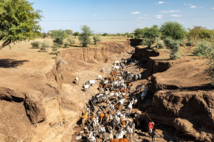 Farmer-led adaptation innovations are at the heart of CGIAR&rsquo;s Livestock and Climate adaptation work 
