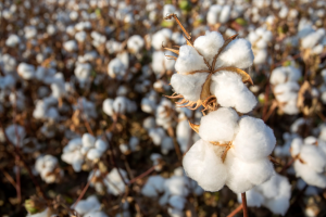 Indian Researchers Analyze Trends and Evolution of Research on Genetic Modification