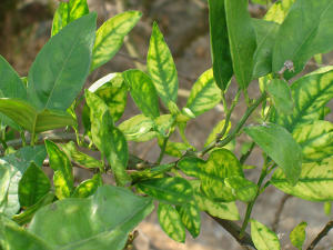 Bt to Help Combat Devastating Citrus Greening Disease