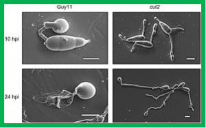Griseaketides A-D, New Aromatic Polyketides from the Pathogenic Fungus Magnaporthe grisea.