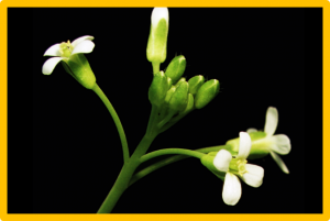 Origin and evolution of auxin-mediated acid growth