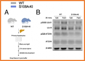 The phosphorylation of AMPKβ1 is critical for increasing autophagy and maintaining mitochondrial homeostasis in response to fatty acids