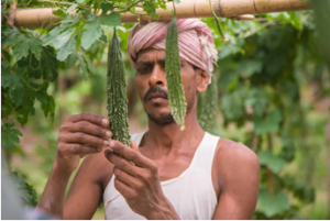 Can weather index insurance help farmers adapt to climate change?