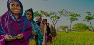 CGIAR Research Program on Rice