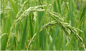 Expression and Ion Transport Activity of Rice OsHKT1;1 Variants.