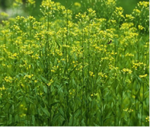 Genome-edited Camelina Receives Positive Response from USDA APHIS, Field Trial Proceeds