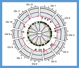 SMRT sequencing of the Oryza rufipogon genome reveals the genomic basis of rice adaptation.