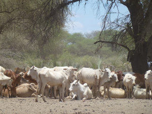 COHESA One Health training equips university students to manage infectious diseases in Africa