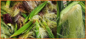 Fine mapping and candidate gene analysis of qSRC3 controlling the silk color in maize (Zea mays L.)