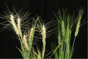 International Research Team Discovers Gene to Develop Fusarium Head Blight Resistant Wheat