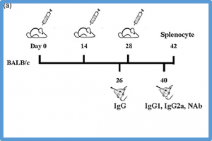 Rice-derived SARS-CoV-2 glycoprotein S1 subunit vaccine elicits humoral and cellular immune responses