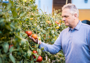 Researchers Discover Gene for Improved Tomato Flavor and Shelf-life