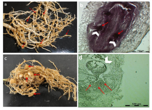 Reproduction of Meloidogyne javanica in soybean genotypes.