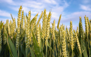 Haplotype-tagged SNPs improve genomic prediction accuracy for Fusarium head blight resistance and yield-related traits in wheat