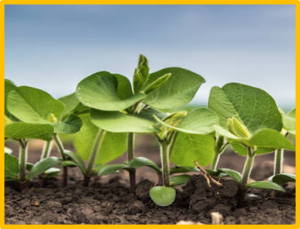 A chromosome 16 deletion conferring a high sucrose phenotype in soybean