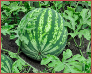 Allelic variations of ClACO gene improve nitrogen uptake via ethylene-mediated root architecture in watermelon