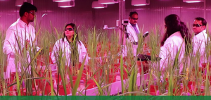IRRI develops first speed breeding protocol for rice