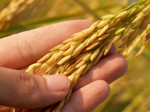 Rice Protein Contributes to Stress Resistance in Plants