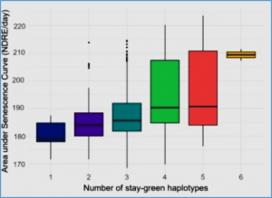 Characterizing stay-green in barley across diverse environments: unveiling novel haplotypes