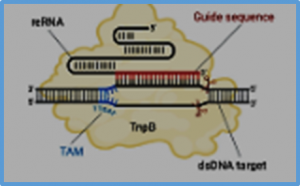 A miniature alternative to Cas9 and Cas12: Transposon-associated TnpB mediates targeted genome editing in plants
