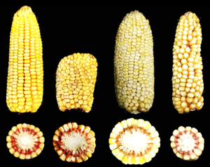 Integrating phenomic selection using single-kernel near-infrared spectroscopy and genomic selection for corn breeding improvement