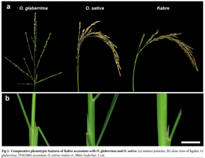 CRISPR-mediated accelerated domestication of African rice landraces