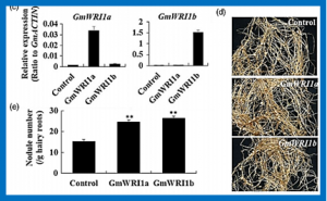 Multiple GmWRI1s Are Redundantly Involved in Seed Filling and Nodulation by Regulating Plastidic Glycolysis, Lipid Biosynthesis and Hormone Signaling in Soybean (Glycine max)